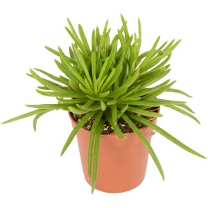 Törpebors (Peperomia) cserépben, egy könnyen kezelhető, dekoratív, hosszúkás levelű szukkulens.