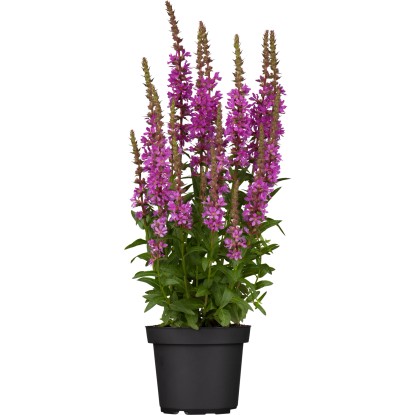 OBI réti füzény cserépátmérő kb. 19 cm Lythrum