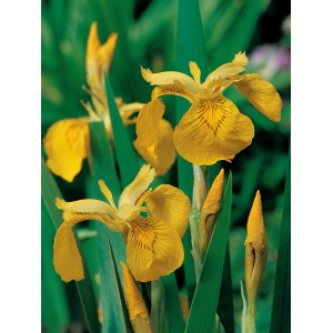 Sárga nőszirom (Iris pseudacorus) cserépben, dekoratív tavi növény.