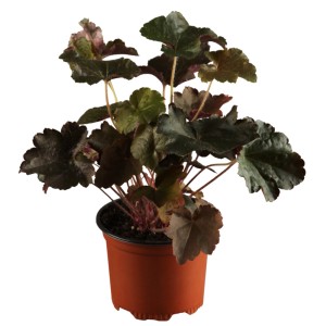 Cserepes Heuchera Splendens Red, korallharang sötét lombbal.