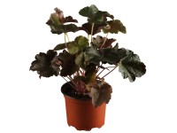 OBI vérvörös tűzeső 