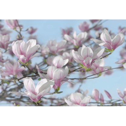 Komar fotótapéta Magnolia 368 cm x 254 cm FSC
