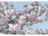 Komar fotótapéta Magnolia 368 cm x 254 cm FSC