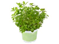 Fűszer 13 cm-es cserépben italok ízesítésére Fűszer 13 cm-es cserépben italok ízesítésére