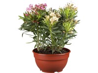 Leander bokor piros cserépátmérő: kb. 15 cm Nerium oleander Leander bokor piros cserépátmérő: kb. 15 cm Nerium oleander