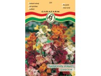 Sárgaviola színkev. vetőmag