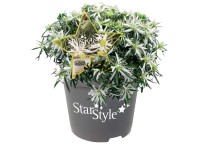 Star Style japán havasszépe magasság kb. 50 cm - 70 cm cserép kb. 0,5 l Star Style japán havasszépe magasság kb. 50 cm - 70 cm cserép kb. 0,5 l