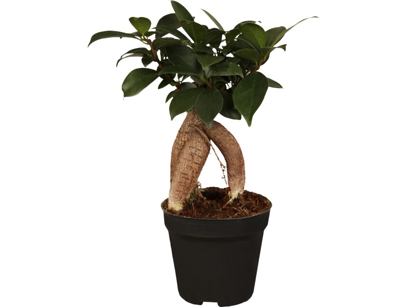 Kínai Füge Ginseng bonsai cserépátmérő kb. 17 cm Ficus vásárlása OBI