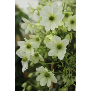 Közelkép a 'Joe' iszalag (Clematis Hybride) fehér virágairól.