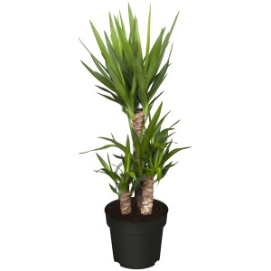 Yucca elephantipes 'Tres Canas' 3 törzses pálmaliliom cserépben, kb. 50 cm magas. Zöld levelű szobanövény.