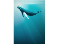 Komar vlies fotótapéta Artsy Humpback Whale 200 cm x 250 cm Komar vlies fotótapéta Artsy Humpback Whale 200 cm x 250 cm