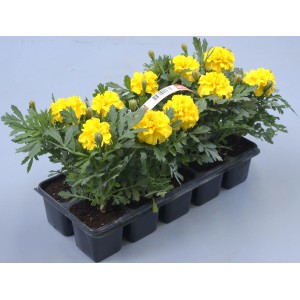 10 darabos sárga bársonyvirág (Tagetes patula) csomag, 10-15 cm magas, tálcában.