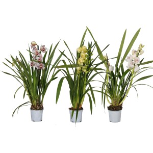 Három különböző színű (rózsaszín, sárga, fehér) Cymbidium (orchidea) cserépben.