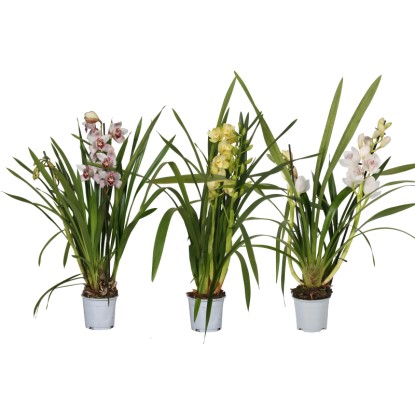 Három különböző színű (rózsaszín, sárga, fehér) Cymbidium (orchidea) cserépben.