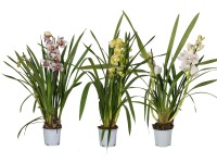 Csónakorchidea kétszárú válogatás magassága kb. 50-75 cm cserépátmérő: kb. 12 cm