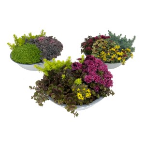 Sedum Trio cink edényben, beültetett tál különféle varjúháj változatokkal.