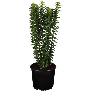 Örökzöld kecskerágó (Euonymus) cserépben, kb. 5-10 cm magas, ideális talajtakaróként.