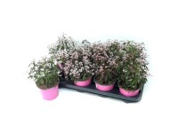 Sövénykutyatej cserépátmérő kb. 12 cm Euphorbia hyp. Flamingo Sövénykutyatej cserépátmérő kb. 12 cm Euphorbia hyp. Flamingo