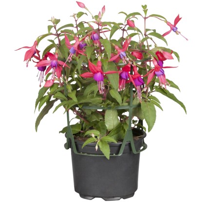 Függő fukszia cserépátmérő: kb. 11 cm Fuchsia