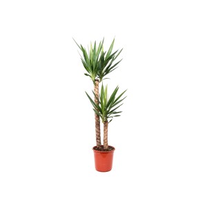 Yucca pálma, kb. 110 cm magas cserépben. Dekoratív szobanövény zöld levelekkel.