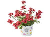 Wouters kanálajak 3 választható színben cserépátmérő kb. 10,5 cm