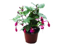 Fukszia (Fuchsia) kb.: 9 cm cserépben Fukszia (Fuchsia) kb.: 9 cm cserépben
