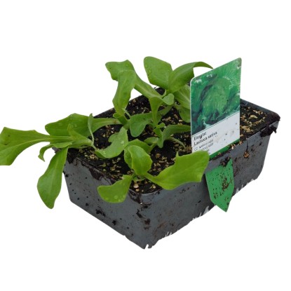 Jégsaláta 6-os tál gyökérbojt kb. 2 x 2 cm Lactuca sativa var. Crispa
