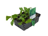 Jégsaláta 6-os tál gyökérbojt kb. 2 x 2 cm Lactuca sativa var. Crispa