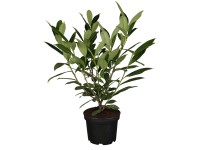 Babérmeggy Babérmeggy