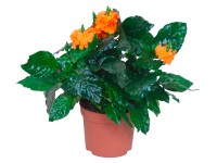 Crossandra narancssárga cserépátmérő: kb. 13 cm Crossandra narancssárga cserépátmérő: kb. 13 cm