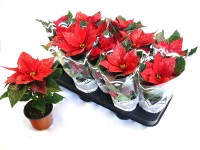 Mikulásvirág glitteres 10 cm-es cserépben