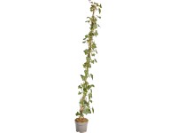 Nagylevelű ír borostyán készlet 50 darab magasság 125-150 cm cserép kb. 1,5 l