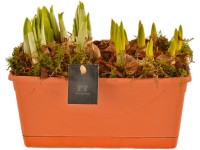 Kompozíció különböző tavaszi virágokkal ládában cserépátmérő: kb. 18 cm