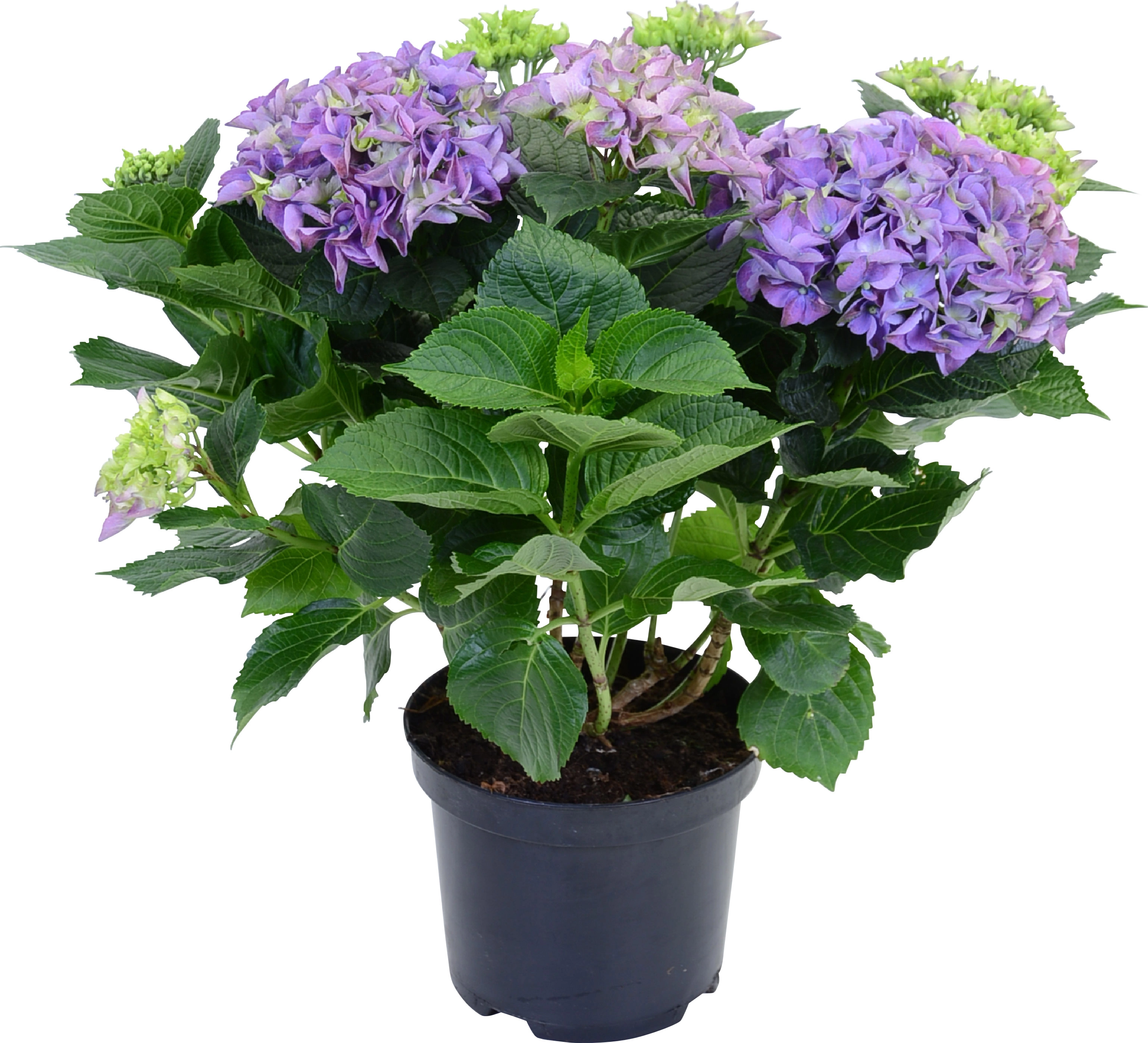 Kerti hortenzia k k magass g kb. 45 cm cser p kb. 5 l Hydrangea