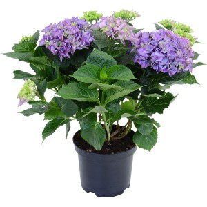 Kék hortenzia (Hydrangea Macrophylla) cserépben, kb. 45 cm magas.