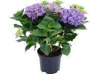 Kerti hortenzia kék magasság kb. 45 cm cserép kb. 5 l Hydrangea macrophylla Kerti hortenzia kék magasság kb. 45 cm cserép kb. 5 l Hydrangea macrophylla