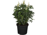 OBI japán babérhanga OBI japán babérhanga