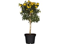 Sétányrózsa cserépátmérő kb. 23 cm Lantana camara