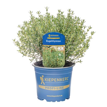 "Fredo" kerti kakukkfű, cserépátmérő: kb. 12 cm, Thymus