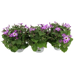 Senetti Mag Bicolor aggófű cserépben, rózsaszín-fehér virágok, tavaszi ültetés.
