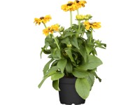 OBI pompás kúpvirág cserépátmérő: kb. 19 cm Rudbeckia