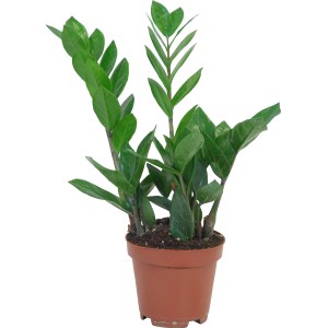 Zamioculcas zamiifolia (agglegényvirág) barna cserépben, kb. 40-45 cm magas. Szobanövény.