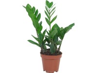 Legénypálma magasság kb. 40 - 45 cm cserép kb. 12 cm Zamioculcas zamiifolia Legénypálma magasság kb. 40 - 45 cm cserép kb. 12 cm Zamioculcas zamiifolia
