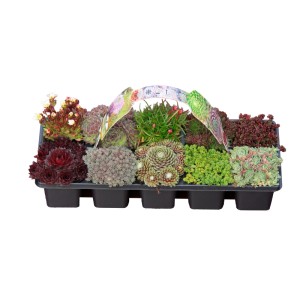 Sempervivum sziklakerti mix 10 pack
