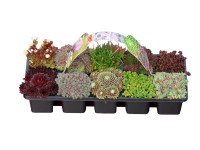 Sempervivum sziklakerti mix 10 pack
