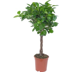 Moclame Ficus cserépben, kb. 17 cm Ø, fonott törzsű és zöld levelekkel.