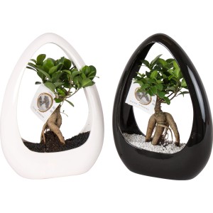 Ficus Ginseng szobai bonsai fehér és fekete kerámia edényben, cserép kb. 23 cm.