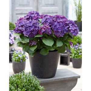 GROW by OBI Hortenzia Deep Purple Dance cserépben, lila gömbhortenzia zöld levelekkel.