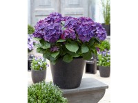 GROW by OBI hortenzia 