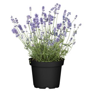 Levendula cserépben, Lavandula Angustifolia, kb. 15 cm magas, kék-lila virágokkal.